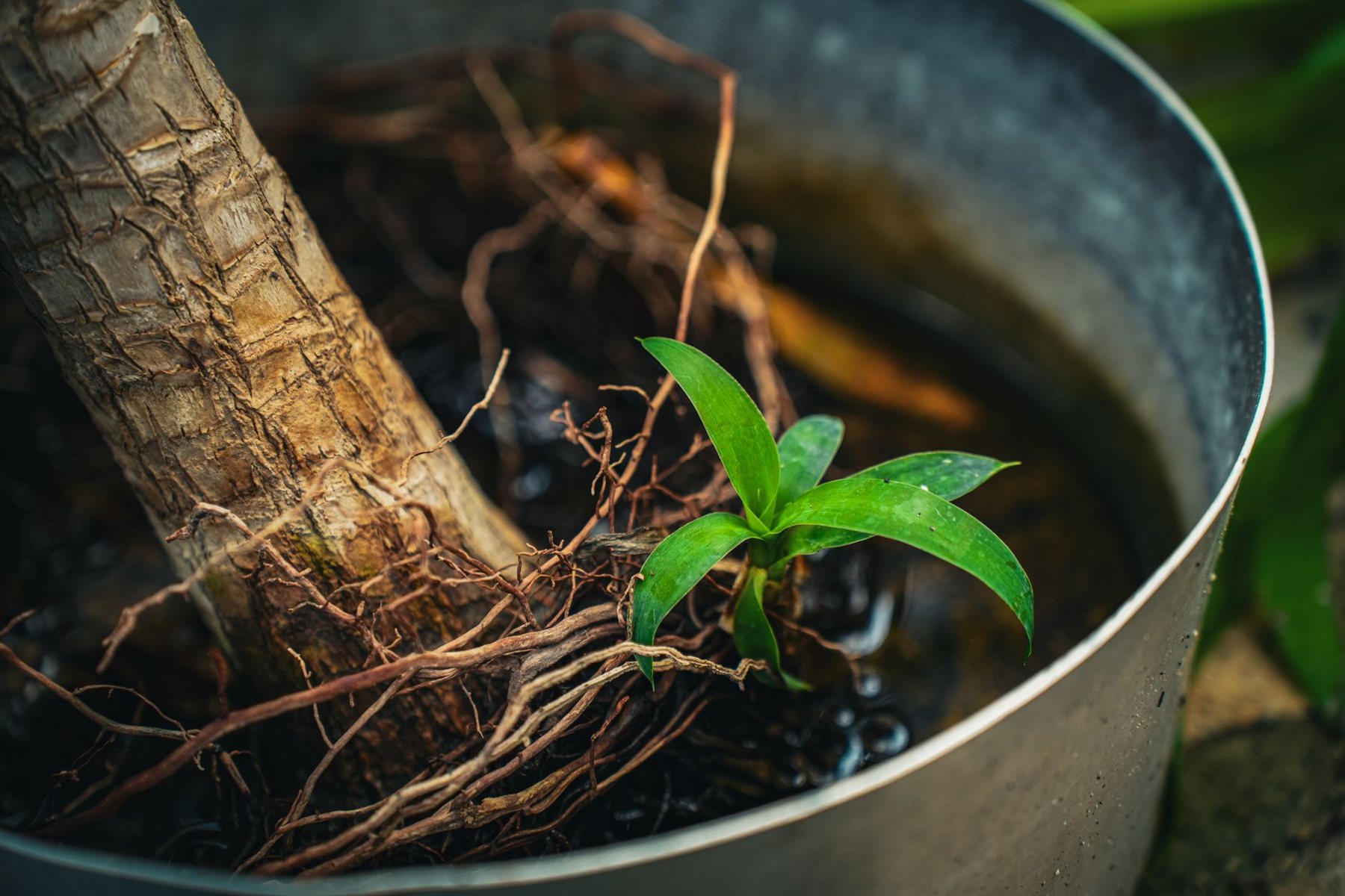 Tree & Plant Installation in Glendale AZ