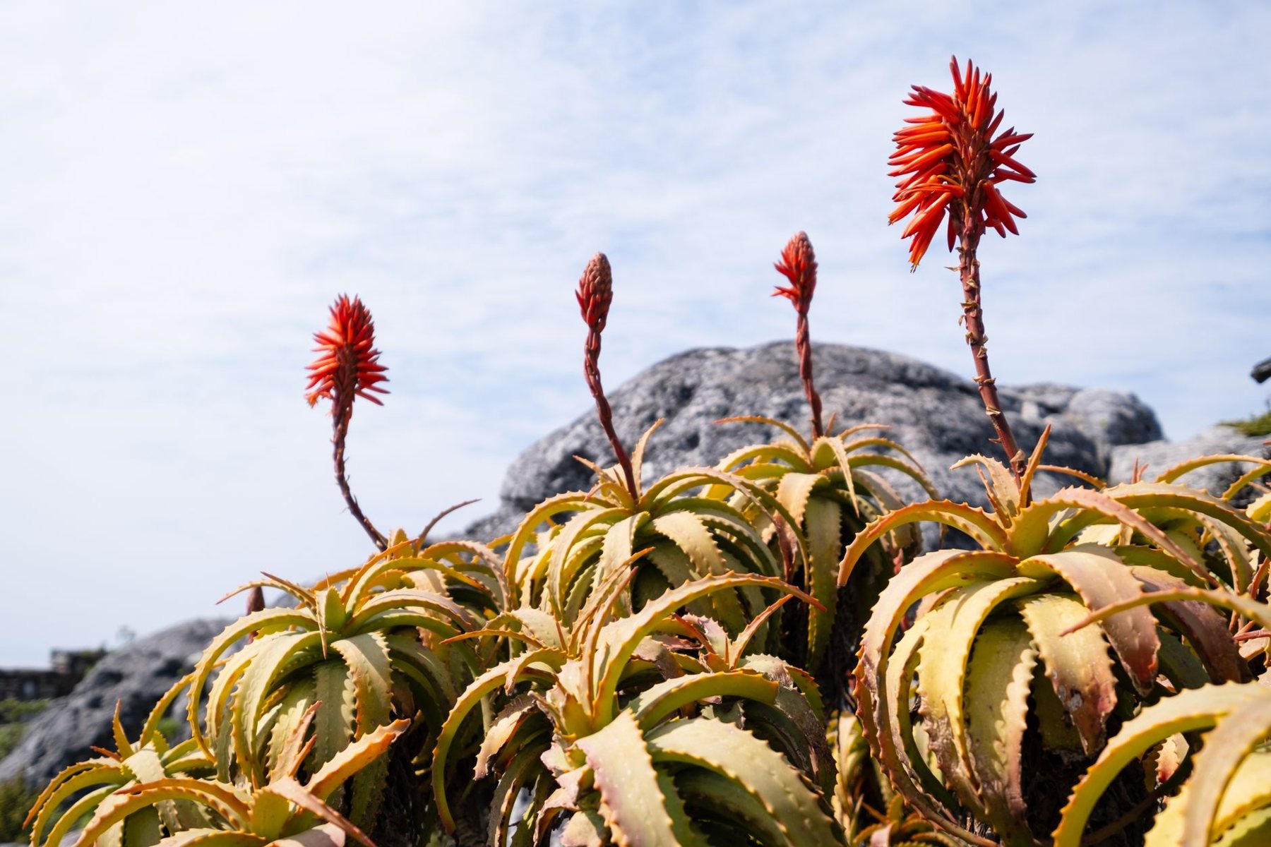 Desert xeriscape design in Glendale, AZ